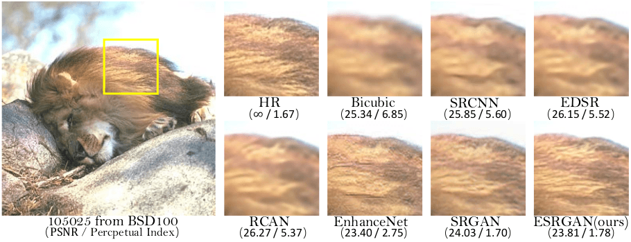 Enhancing the Image Quality of a Lion.
